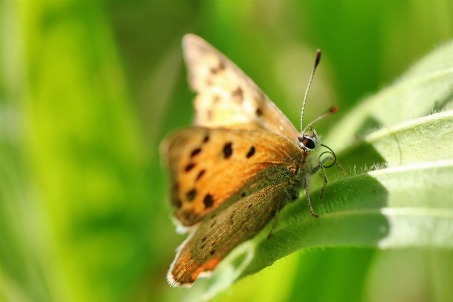 Bericht Meer groen, vogels en vlinders in je tuin? Zo doe je dat! bekijken